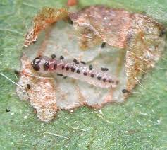 Attēlu rezultāti vaicājumam “Incurvariidae”