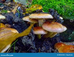 Attēlu rezultāti vaicājumam “Hypholoma sp.”