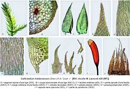 Attēlu rezultāti vaicājumam “Callicladium haldanianum”