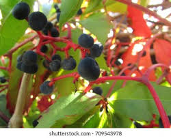 Attēlu rezultāti vaicājumam “Parthenocissus quinquefolia fruit”