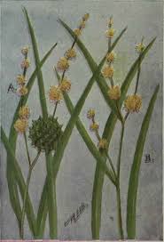 Attēlu rezultāti vaicājumam “Sparganiaceae”