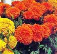 Marigold Flowers | TheFlowerExpert