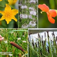 Attēlu rezultāti vaicājumam “Hydrocharis morsus-ranae fruit”