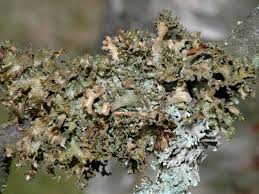 Attēlu rezultāti vaicājumam “Tuckermannopsis chlorophylla”