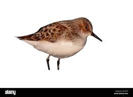 Attēlu rezultāti vaicājumam “Calidris minuta”