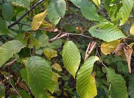 Attēlu rezultāti vaicājumam “Carpinus caroliniana”