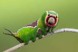 Attēlu rezultāti vaicājumam “Cerura vinula larva”