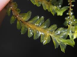 Attēlu rezultāti vaicājumam “Plagiochila”