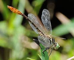 Attēlu rezultāti vaicājumam “Gomphidae”