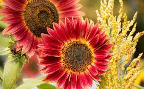 Image result for Sonnenblume