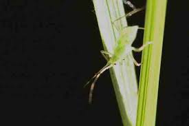 Attēlu rezultāti vaicājumam “Dicyphus nymph”