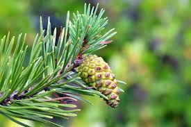 Attēlu rezultāti vaicājumam “Pinus sylvestris leaf”