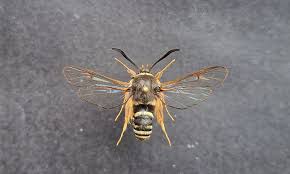 Attēlu rezultāti vaicājumam “Hemitrichia decipiens var. hemitrichoides”