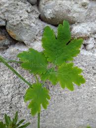 Attēlu rezultāti vaicājumam “Chelidonium majus leaf”