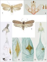 Attēlu rezultāti vaicājumam “Depressaria olerella”