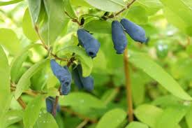 Attēlu rezultāti vaicājumam “Lonicera caerulea var. pallasii fruit”