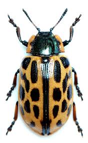 Attēlu rezultāti vaicājumam “Chrysomela vigintipunctata”