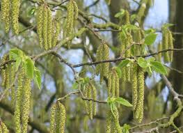 Attēlu rezultāti vaicājumam “Priobium carpini”