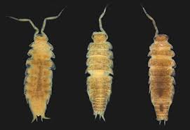 Attēlu rezultāti vaicājumam “Oniscoidea”