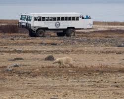 Image result for tundra buggy