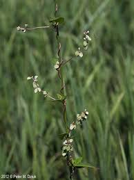 Attēlu rezultāti vaicājumam “Fallopia convolvulus leaf”