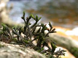 Attēlu rezultāti vaicājumam “Schistidium robustum sporophyte”