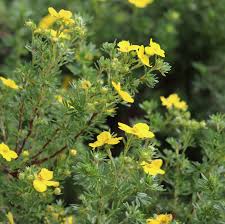 Attēlu rezultāti vaicājumam “Potentilla arenaria bud”