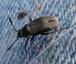 Attēlu rezultāti vaicājumam “Capsus ater”