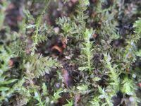 Attēlu rezultāti vaicājumam “Oxyrrhynchium hians var. rigidum macro”