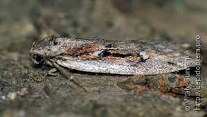 Attēlu rezultāti vaicājumam “Semioscopis avellanella imago”