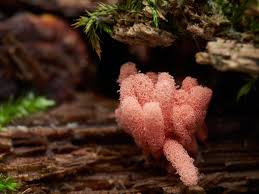 Attēlu rezultāti vaicājumam “Arcyria affinis macro”