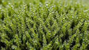 Attēlu rezultāti vaicājumam “Bryum neodamense macro”