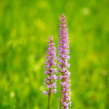 Attēlu rezultāti vaicājumam “Gymnadenia conopsea flower”