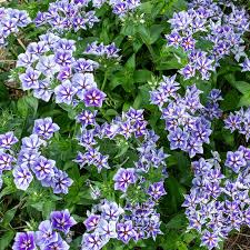 Image result for Alonsoa liniflora