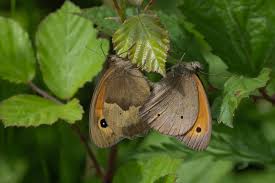 Attēlu rezultāti vaicājumam “Maniola jurtina male”