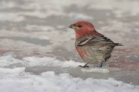 Attēlu rezultāti vaicājumam “Pinicola enucleator”