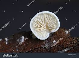 Attēlu rezultāti vaicājumam “Crepidotus versutus”