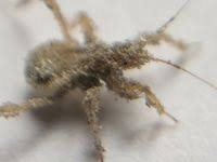 Attēlu rezultāti vaicājumam “Reduvius personatus”