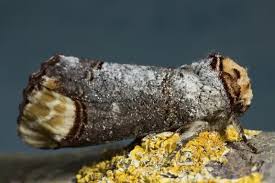 Attēlu rezultāti vaicājumam “Phalera bucephala”