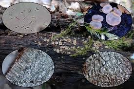 Attēlu rezultāti vaicājumam “Hyalorbilia inflatula”