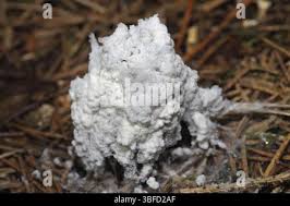 Attēlu rezultāti vaicājumam “Fuligo septica var. candida macro”