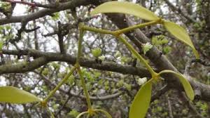 Attēlu rezultāti vaicājumam “Viscum album leaf”