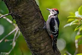 Attēlu rezultāti vaicājumam “Dendrocopos major juvenile”