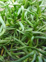 Attēlu rezultāti vaicājumam “Spergularia marina leaf”