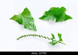 Attēlu rezultāti vaicājumam “Chenopodium bonus-henricus leaf”