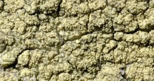 Attēlu rezultāti vaicājumam “Pertusaria flavida”