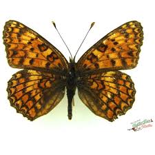 Attēlu rezultāti vaicājumam “Melitaea phoebe upperside”