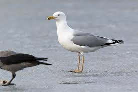 Image result for Larus cachinnans
