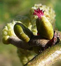 Attēlu rezultāti vaicājumam “Corylus avellana female flower”