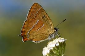 Attēlu rezultāti vaicājumam “Thecla betulae underside”